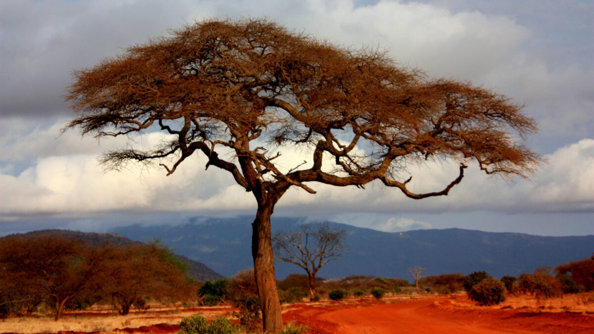 Acacia Tortillis in a Kenyan landscape
