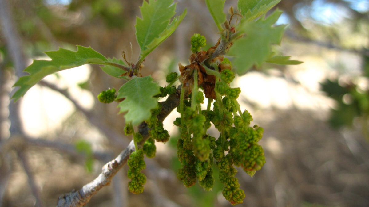 Fresh oak leaves and catkins