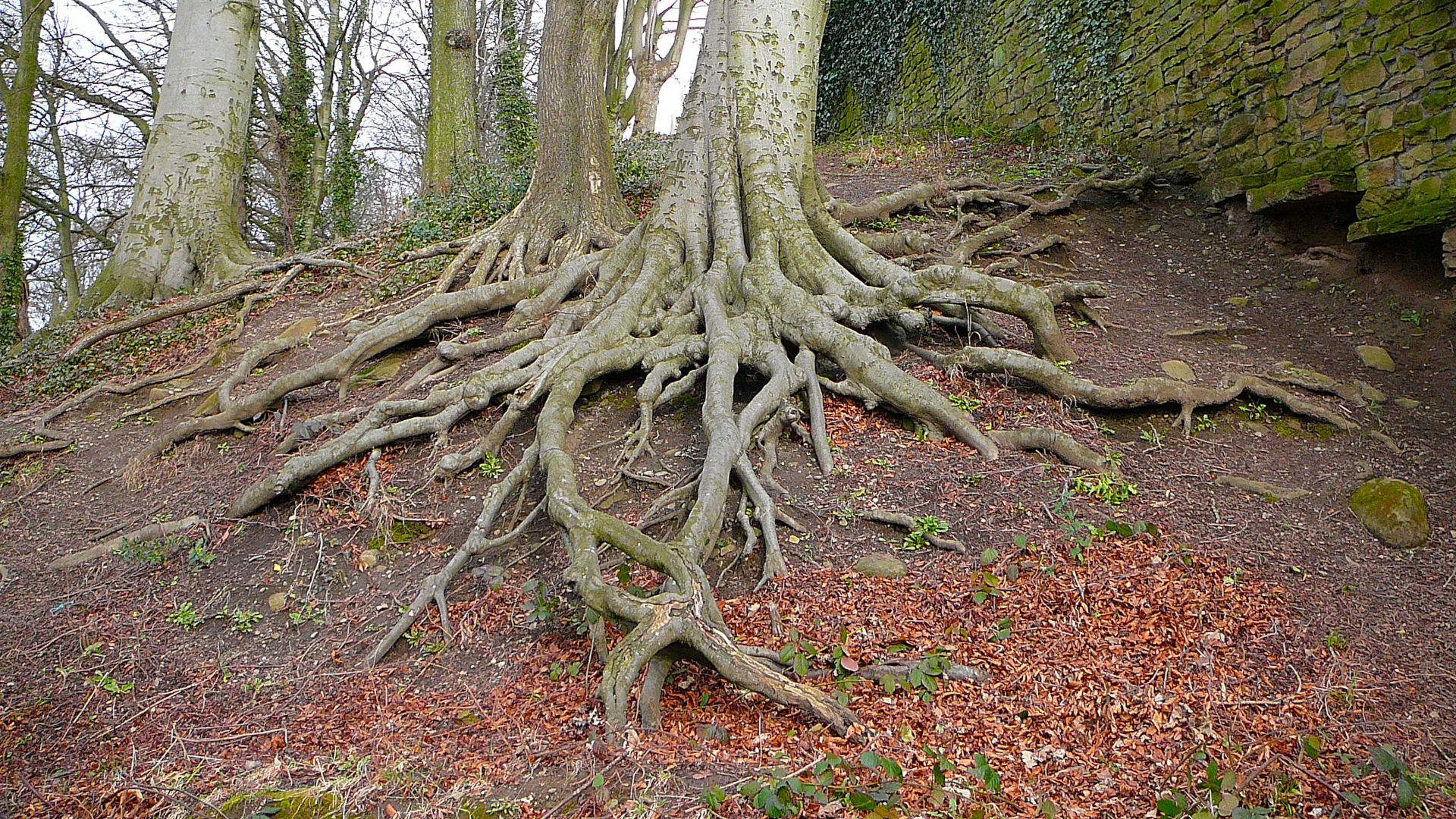 Gnarled and intertwined tree roots