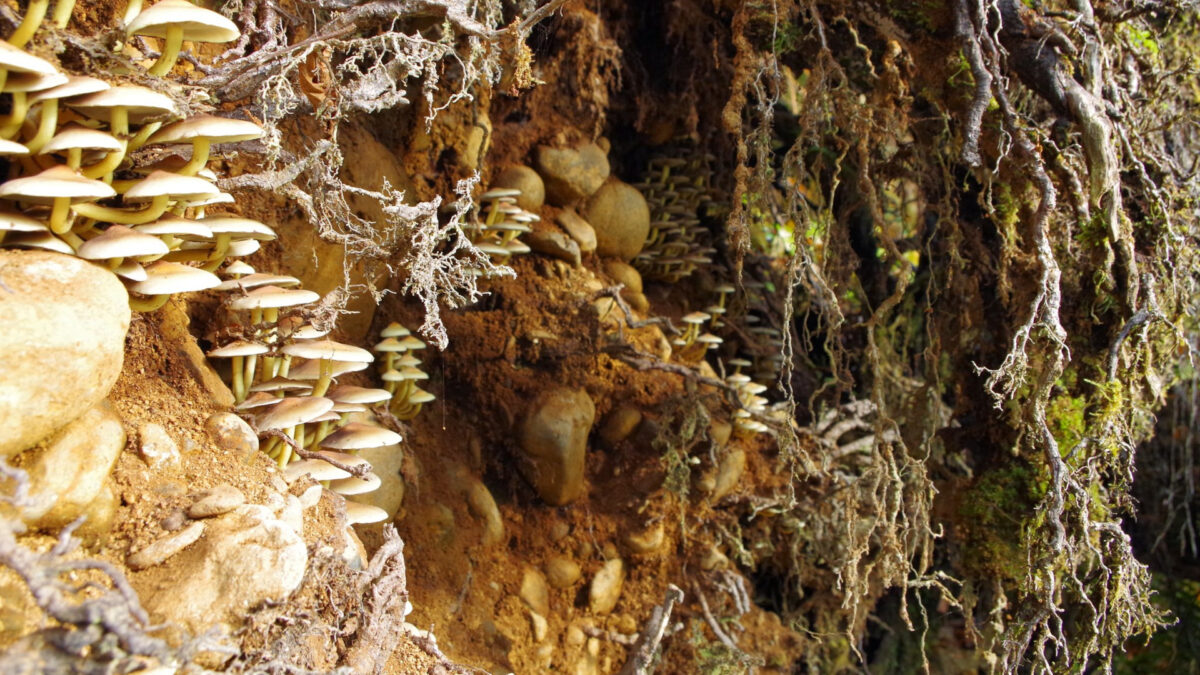 Mushrooms and Tree Roots, Olympic National Forest