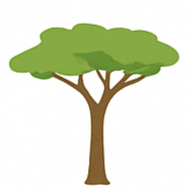 Hidden Sapling Acacia