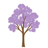 Hidden Sapling Jacaranda