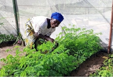 One of our workers tending saplings