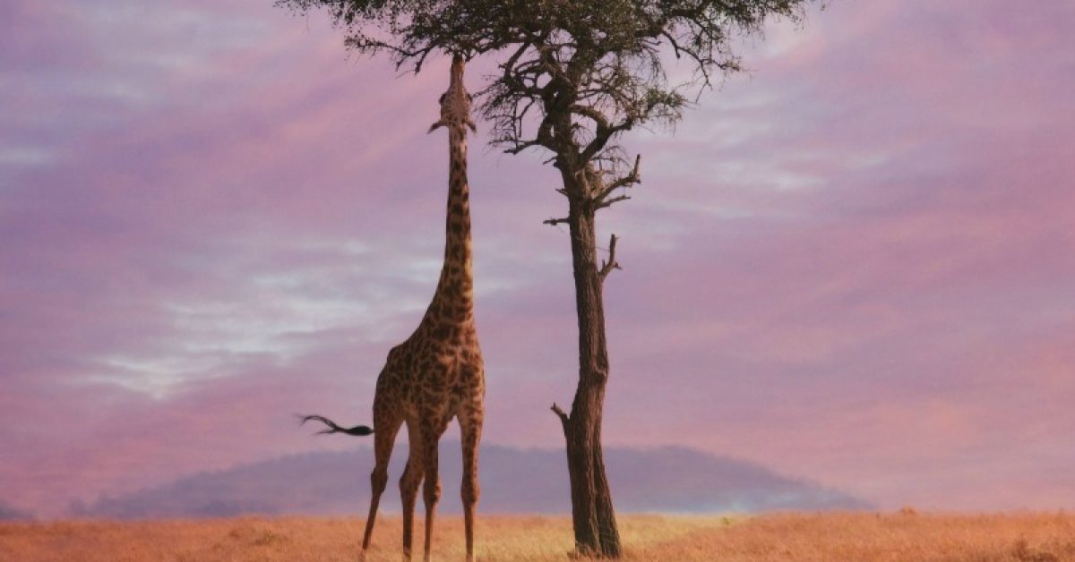 A Kenyan giraffe eating from a lone tree
