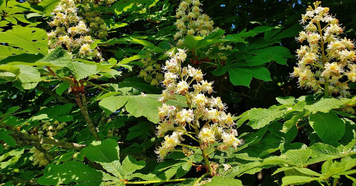 Great British Trees - The Horse Chestnut