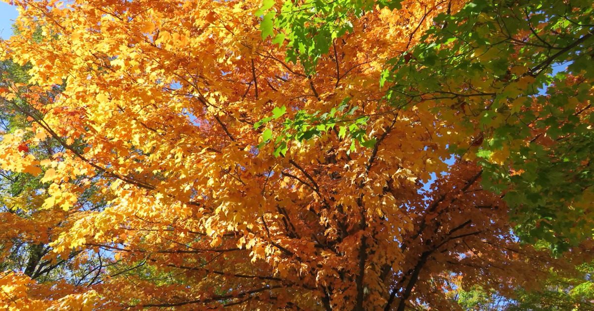 Great British Trees - The Maple