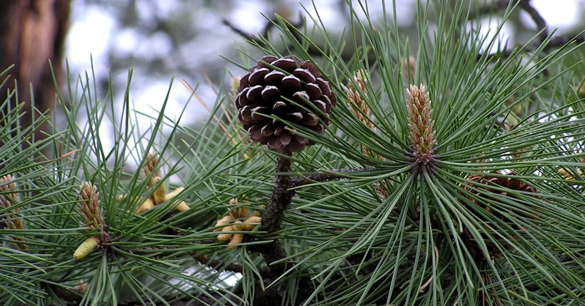 Great British Trees - The Pine
