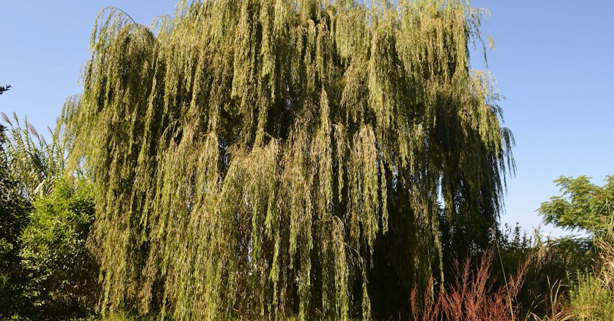 Great British Trees - The Willow