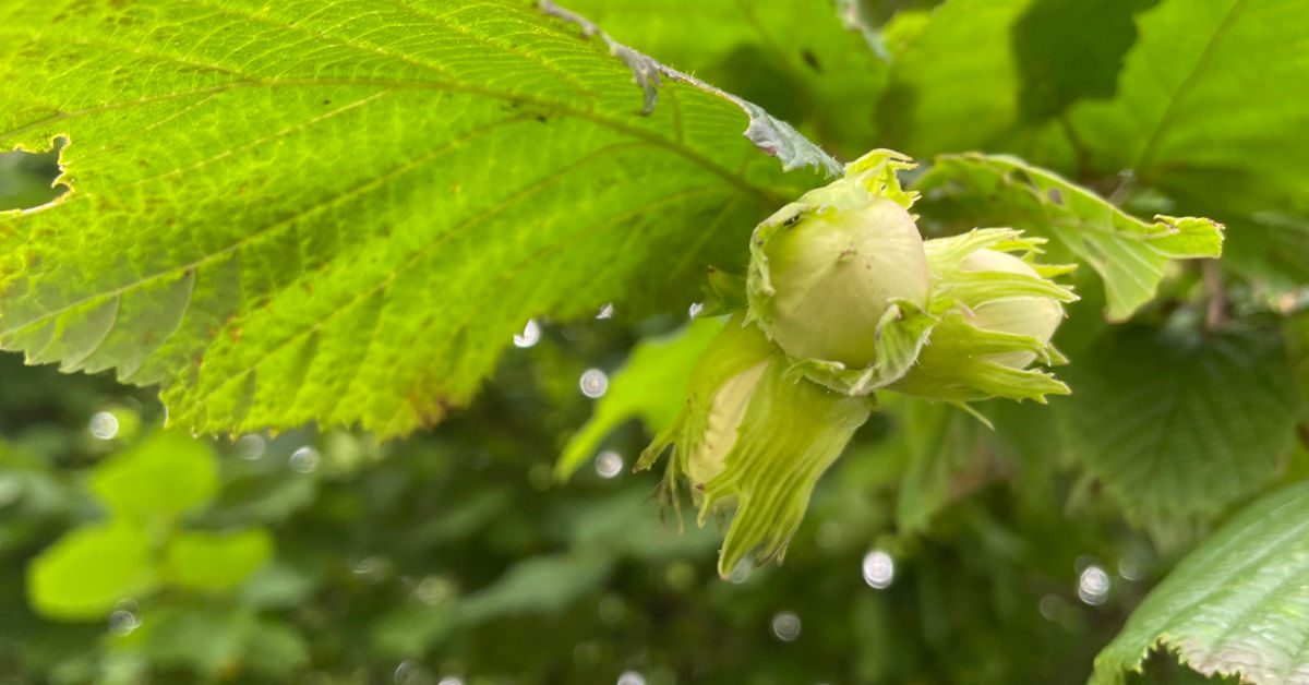 A cluster of hazelnuts - Image by Karen Cannard