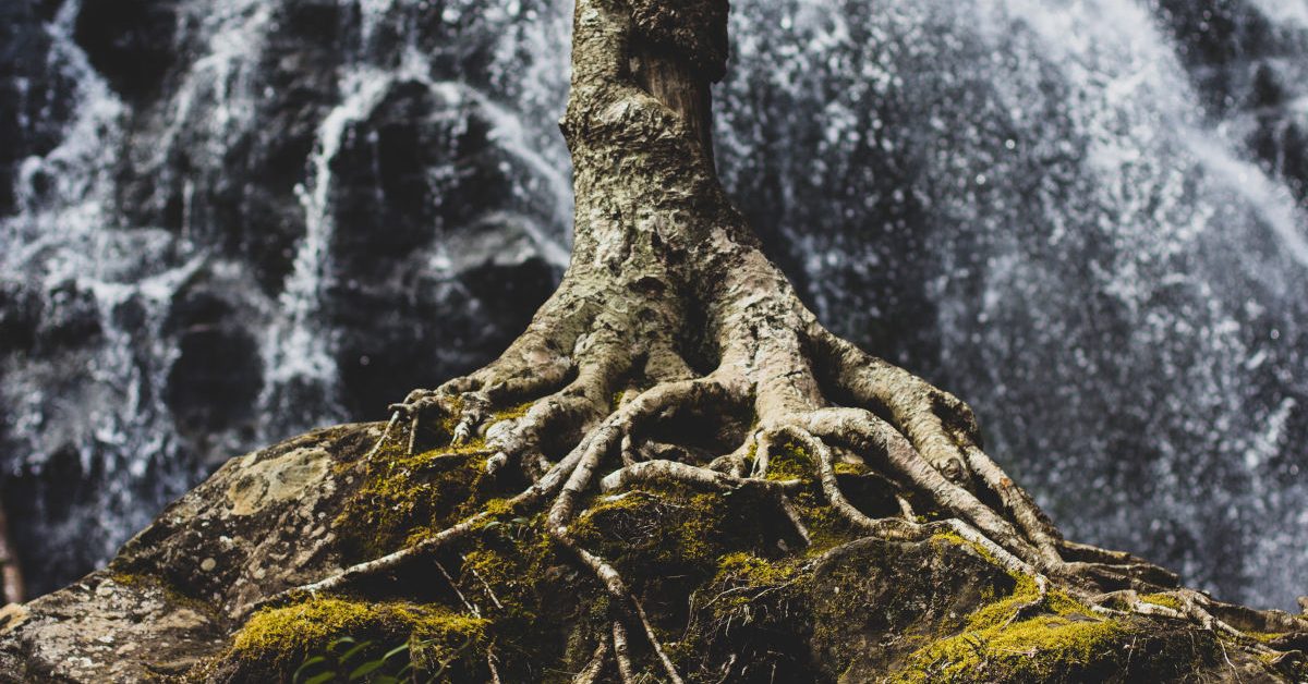Tree root and waterfall by Zach Reiner on Unsplash