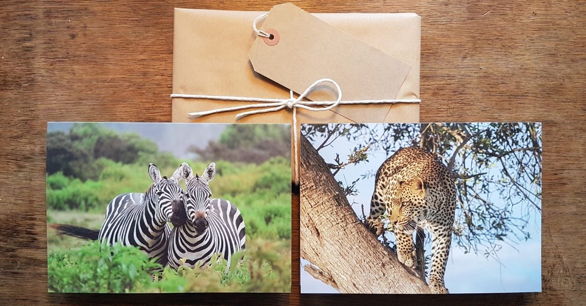 Zebra and Leopard greetings cards