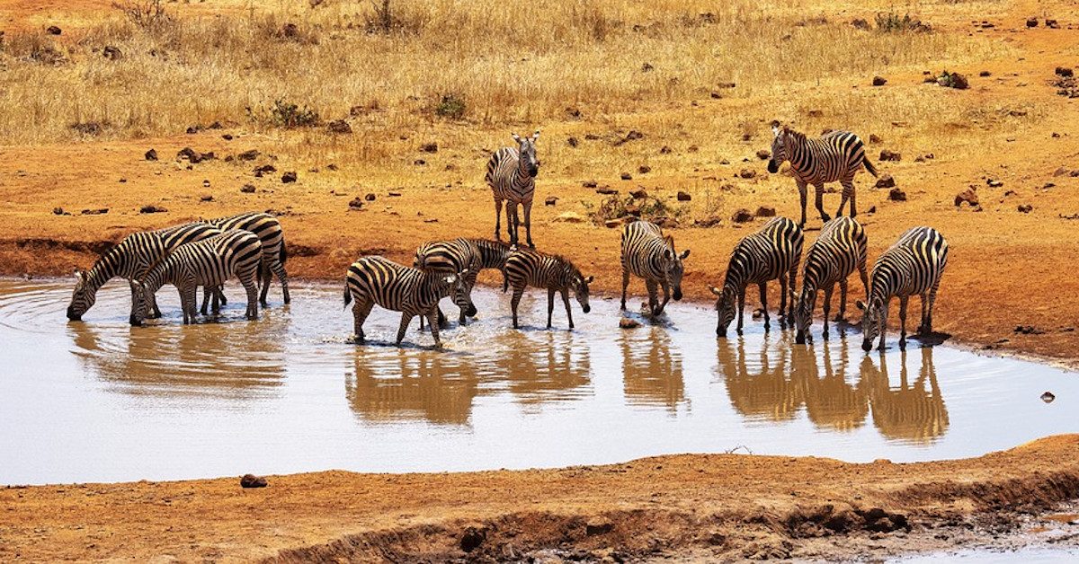 Zebras at a water hole