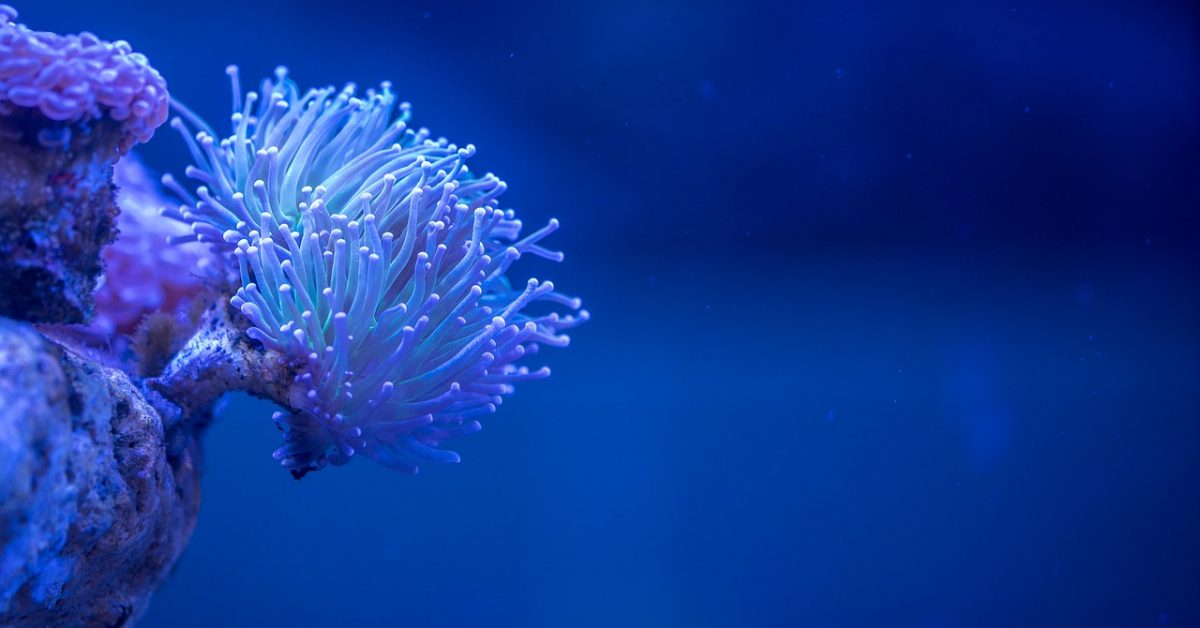 Coral by ekamelev on Pixabay
