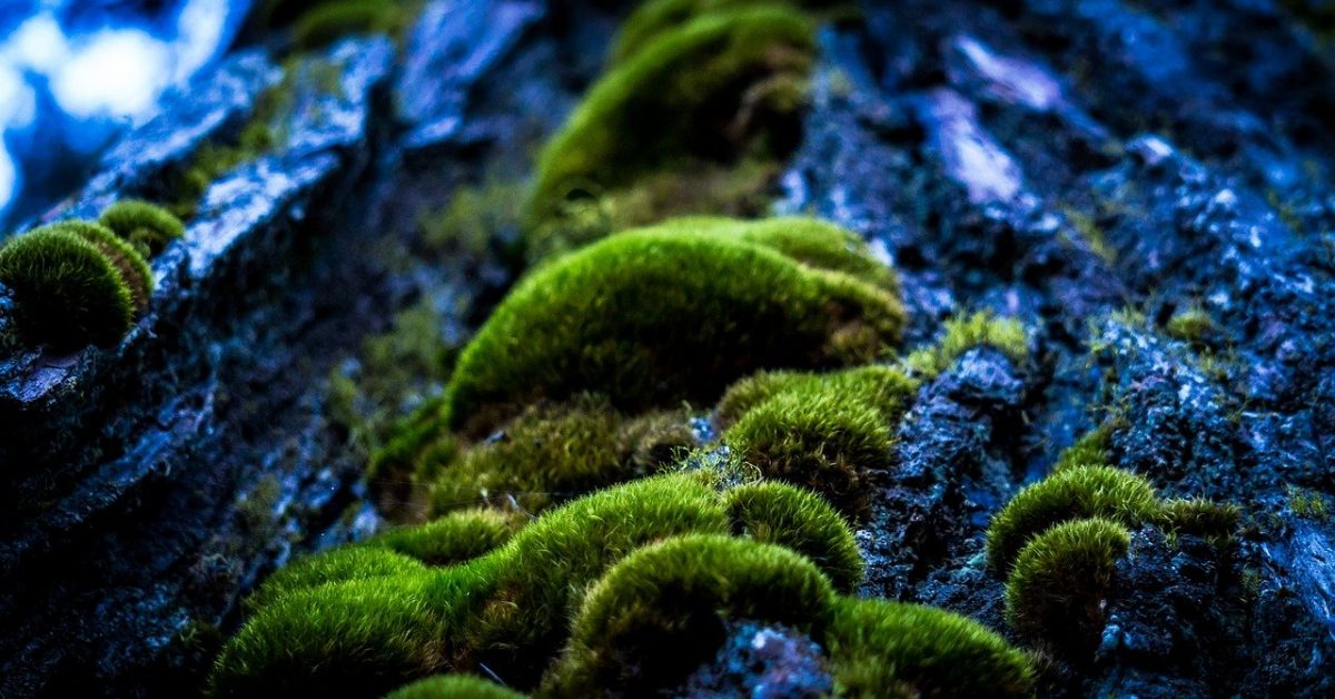 Bark and moss by Pexels on Pixabay
