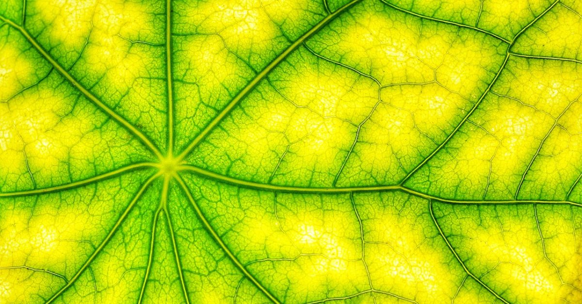 Leaf detail by AStoKo on Pixabay