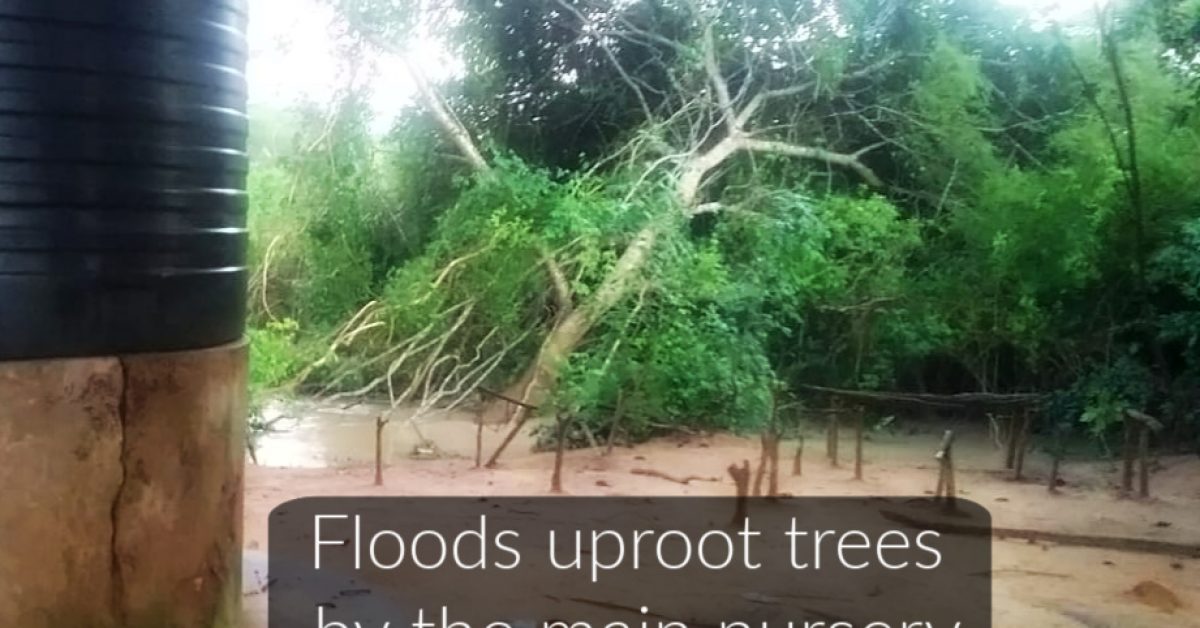 Floods uproot trees by the main nursery