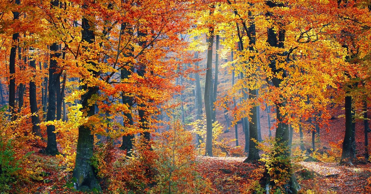Woods in autumn by Valiphotos on Pixabay